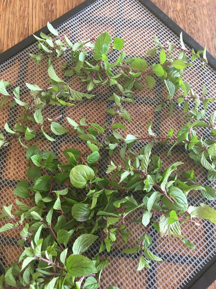 mint leaves on stalks on mesh for dehydrator