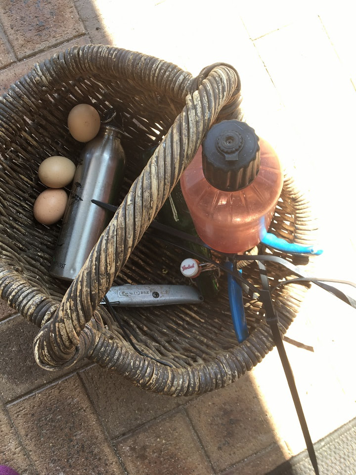 Basket of hard days work pruning berries, and getting side tracked by chickens back when they were laying