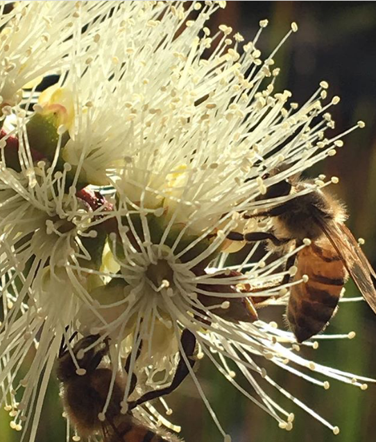 2 bees in white gum flowers
